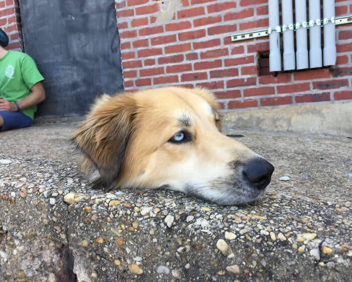 My Dog Laying Down With His Head On The Curb. Looks Like He’s Been Decapitated - Mind-Bending Photos You Won’t Believe