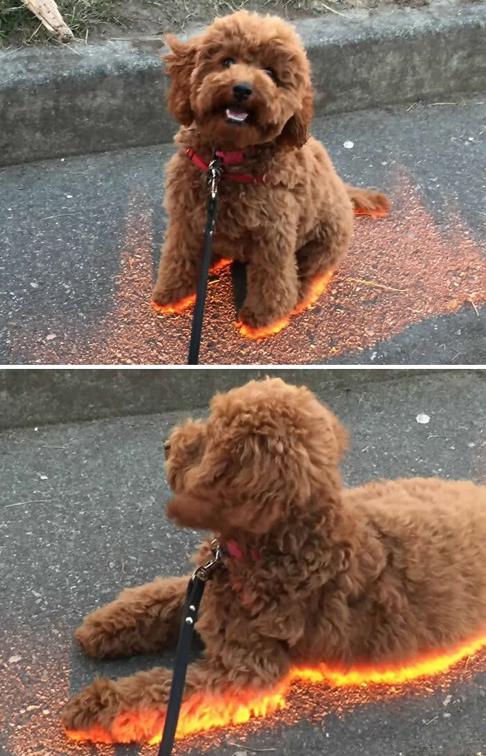 This Dog Has A Side Quest For You - Mind-Bending Photos You Won’t Believe