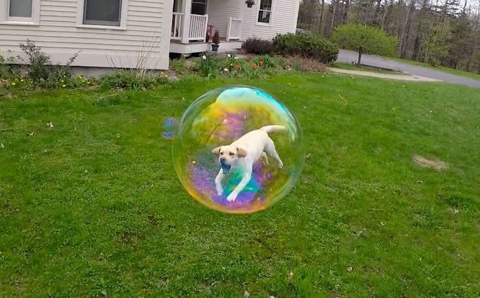 This Freeze-Frame Trapped My Dog In A Bubble - Mind-Bending Photos You Won’t Believe