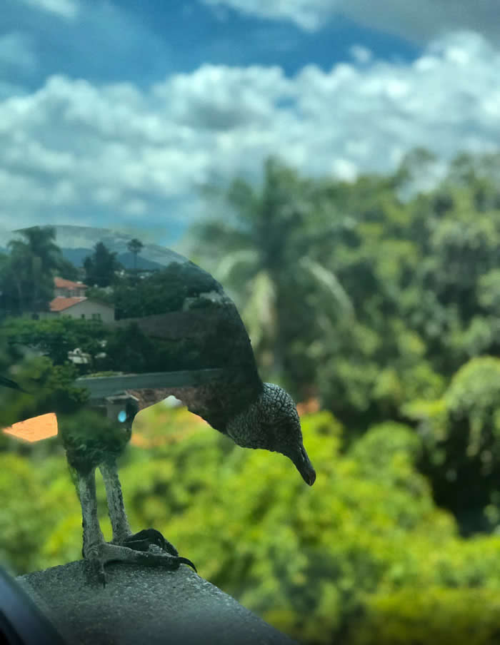 That Bird Looks Like It’s Made Of Chrome - Mind-Bending Photos You Won’t Believe