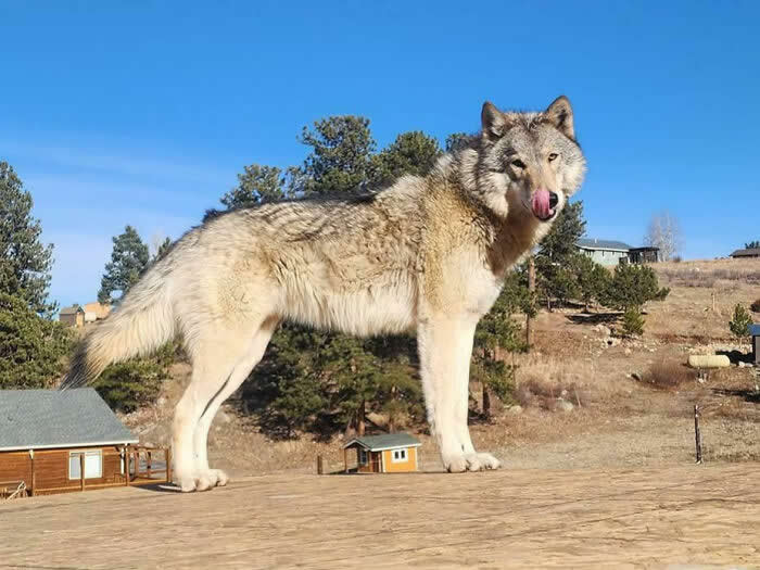 Gigantic Wolf - Mind-Bending Photos You Won’t Believe