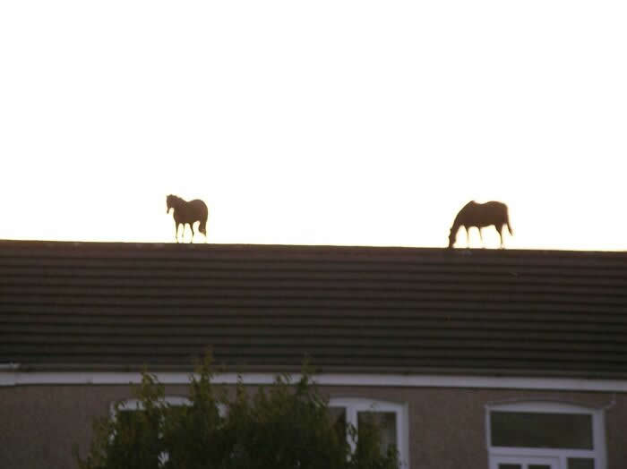 Yes, They’re Real Horses, Yes, That’s A Roof - Mind-Bending Photos You Won’t Believe