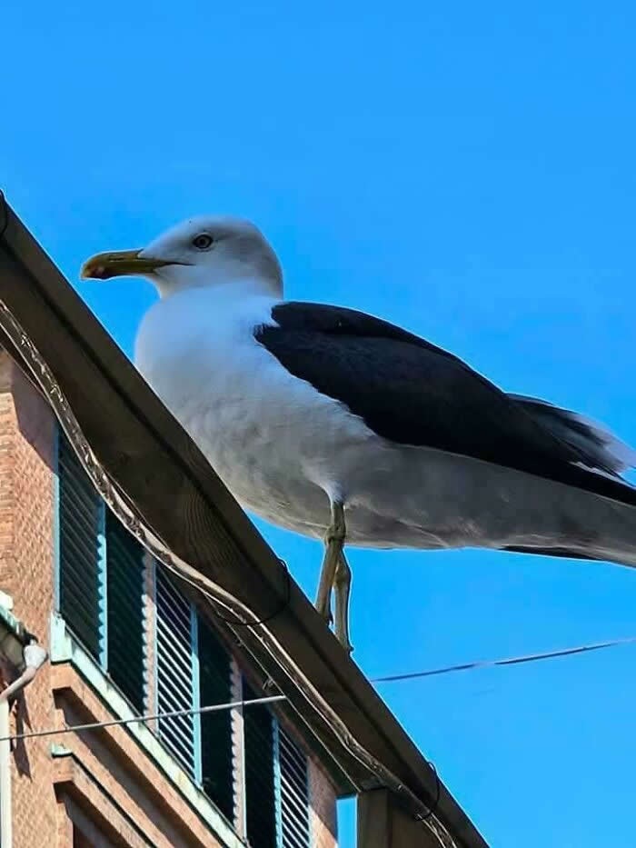Big Seagull - Mind-Bending Photos You Won’t Believe