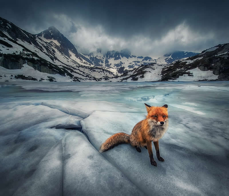 Encounter with a Fox by Krasimir Matarov - Mobile Photography Awards Winners