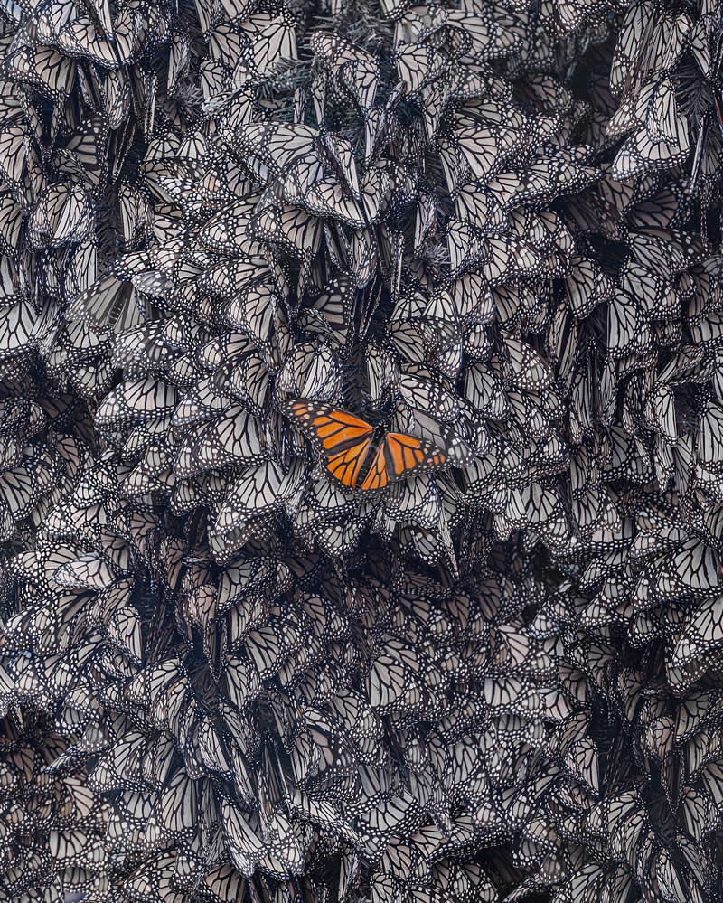 Mexico Monarch Butterflies by Kristina Makeeva