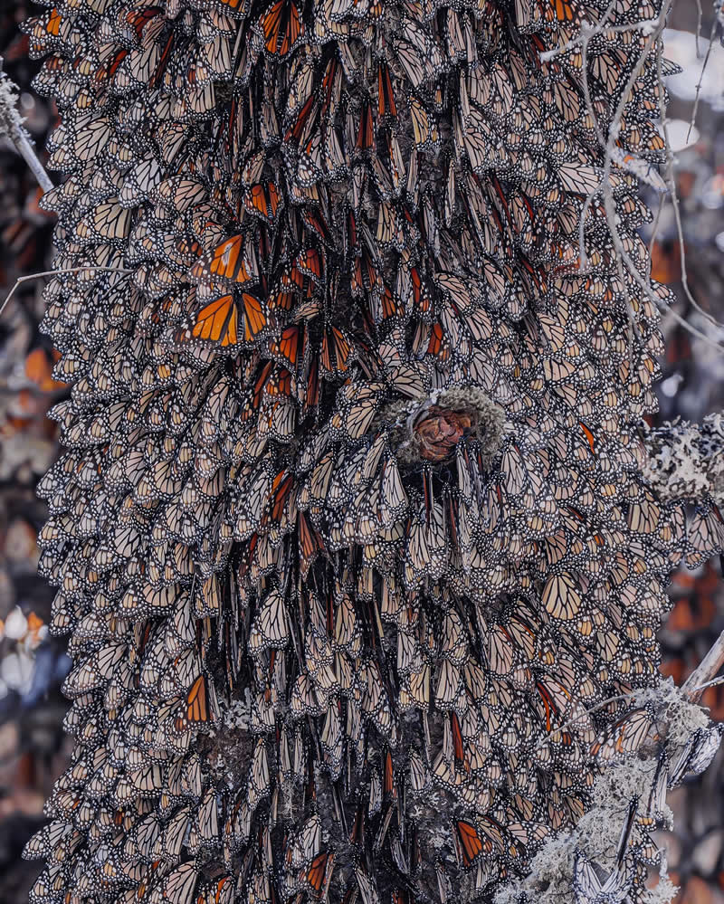 Mexico Monarch Butterflies by Kristina Makeeva