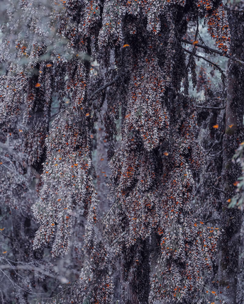 Mexico Monarch Butterflies by Kristina Makeeva