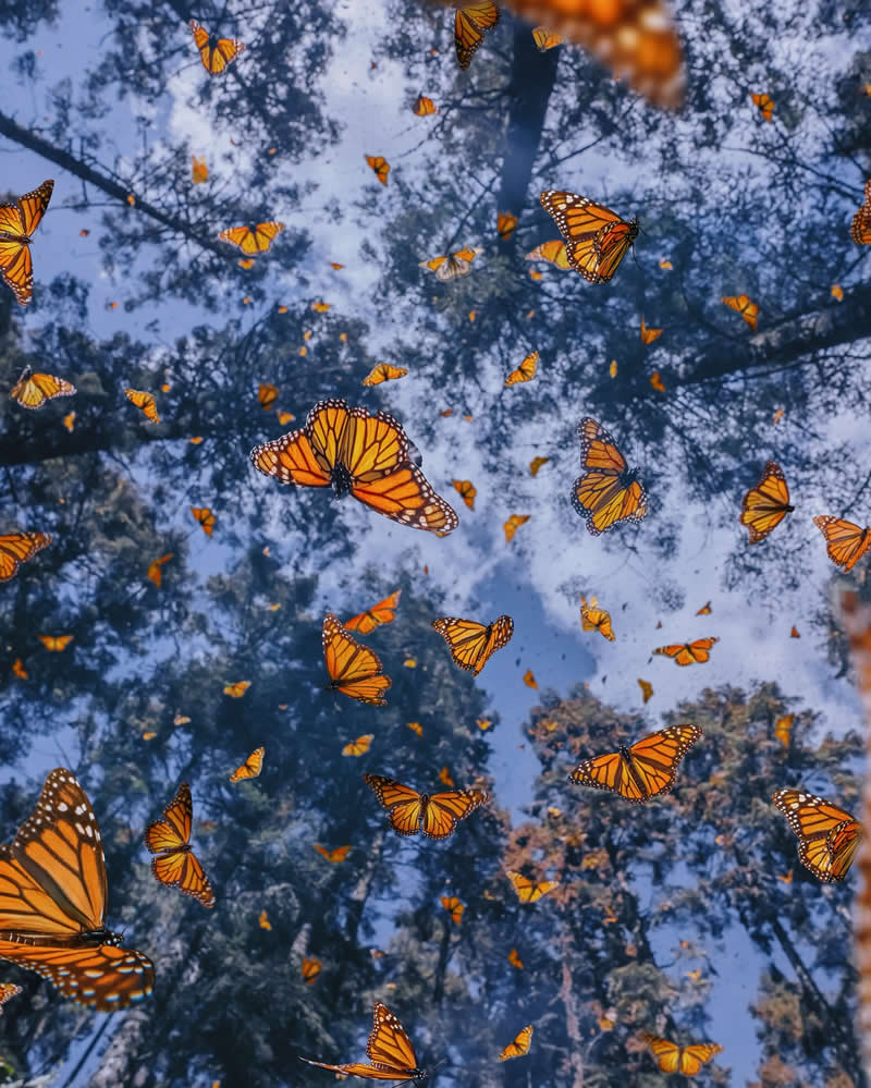 Mexico Monarch Butterflies by Kristina Makeeva