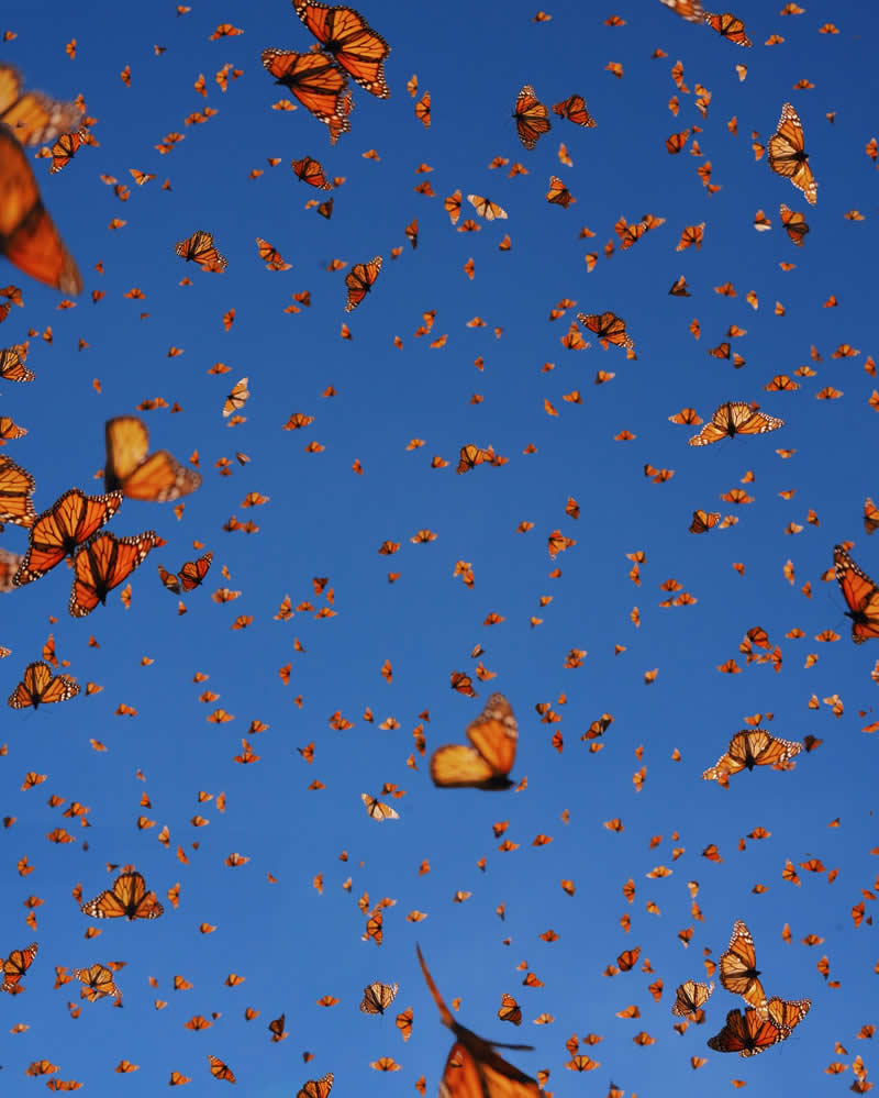 Mexico Monarch Butterflies by Kristina Makeeva