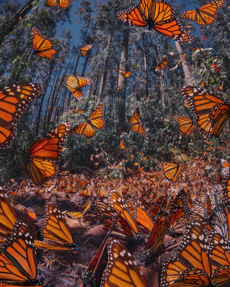 Mexico Monarch Butterflies by Kristina Makeeva
