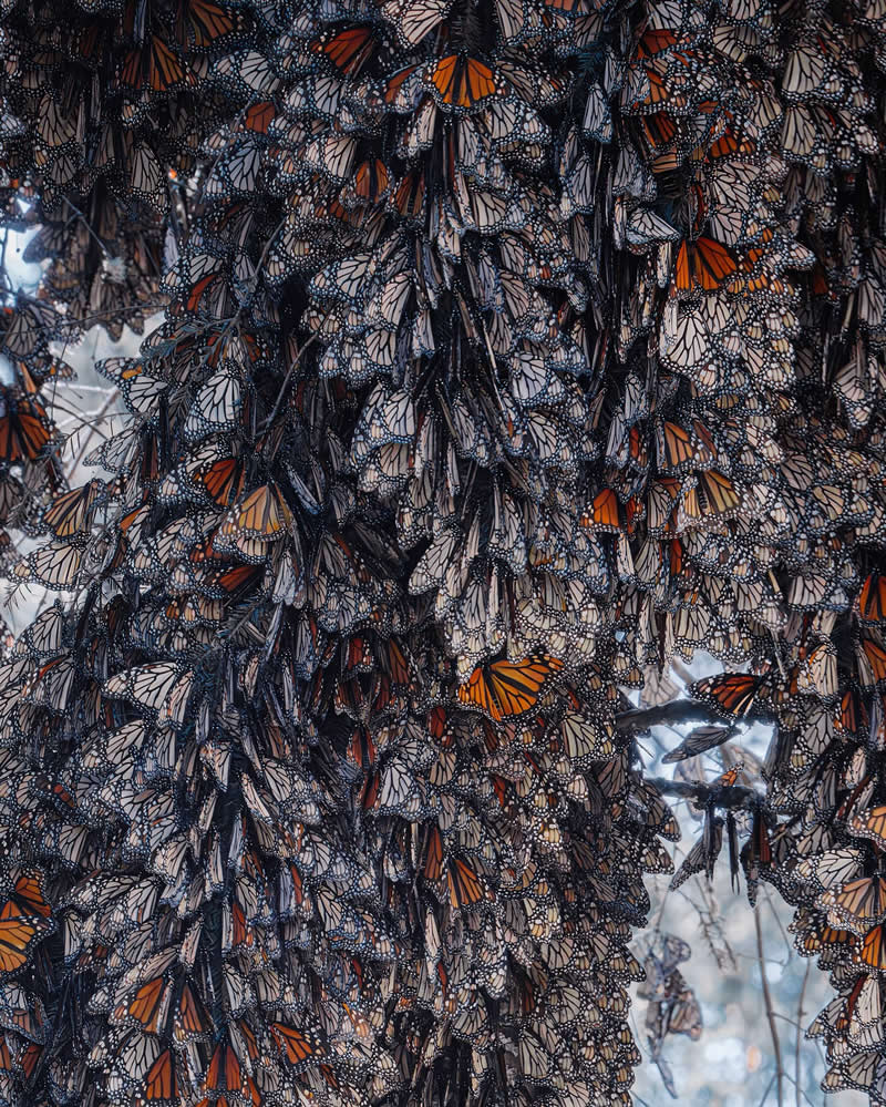 Mexico Monarch Butterflies by Kristina Makeeva