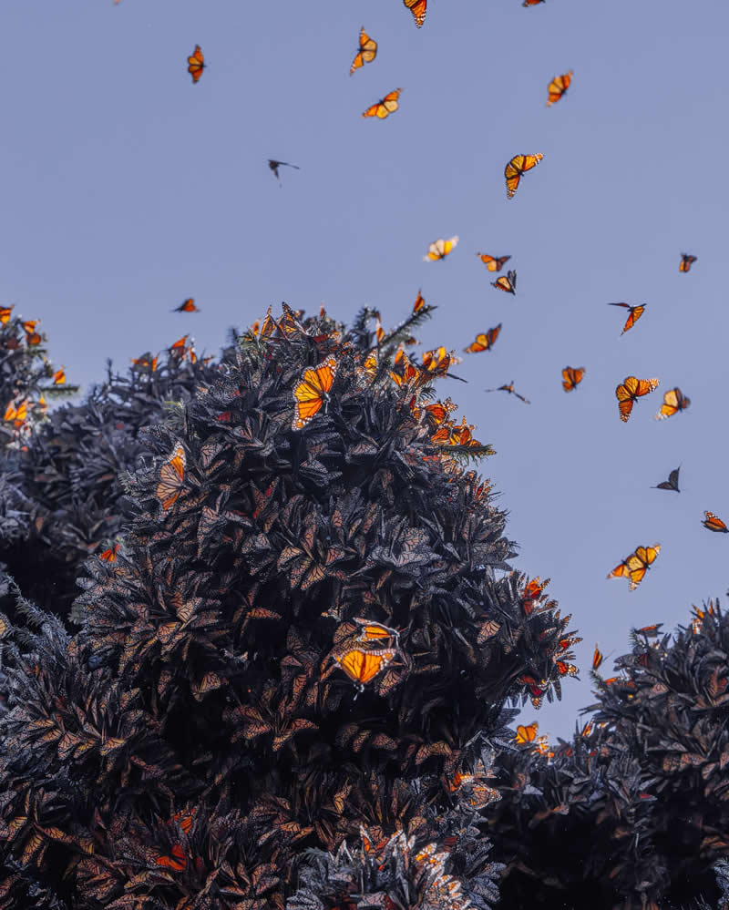 Mexico Monarch Butterflies by Kristina Makeeva