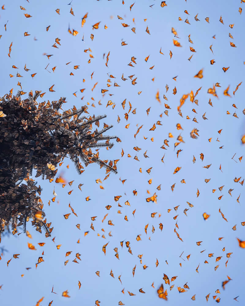 Mexico Monarch Butterflies by Kristina Makeeva