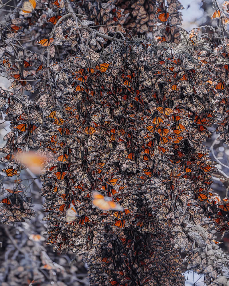 Mexico Monarch Butterflies by Kristina Makeeva