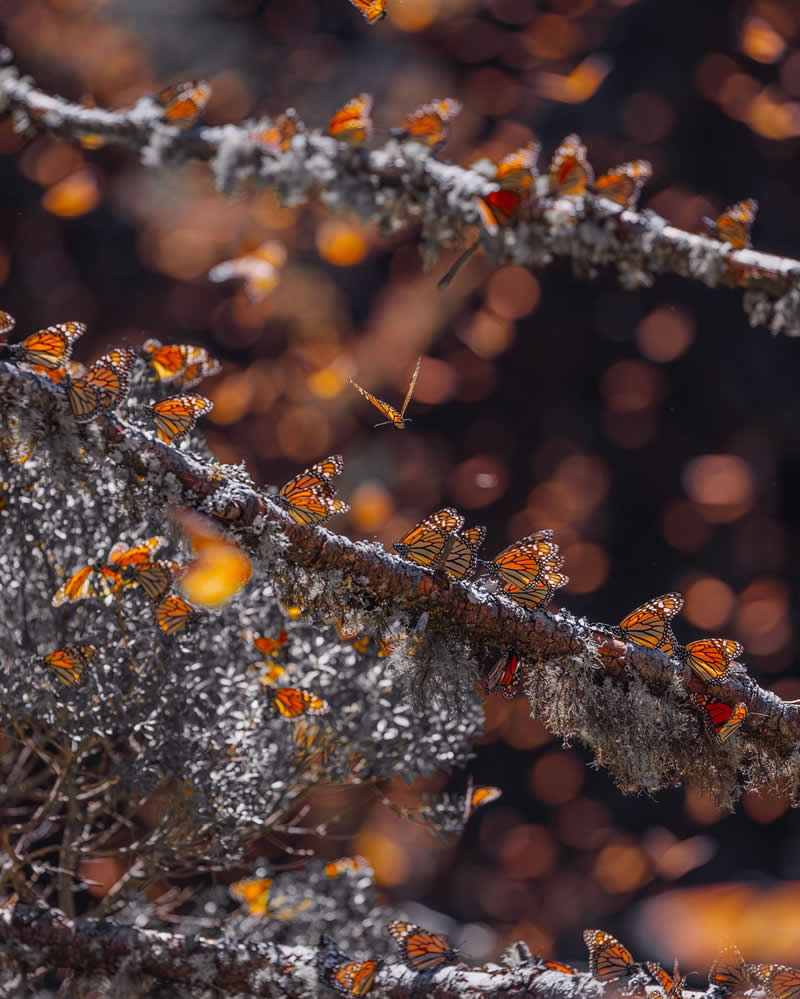 Mexico Monarch Butterflies by Kristina Makeeva