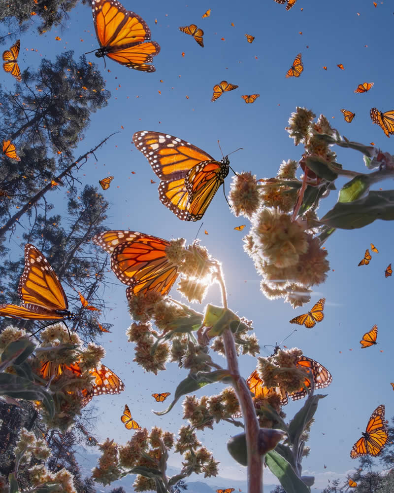 Mexico Monarch Butterflies by Kristina Makeeva
