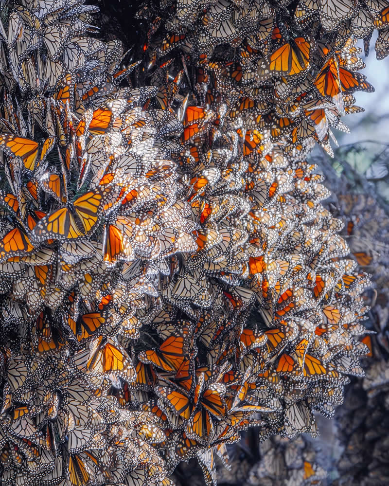 Mexico Monarch Butterflies by Kristina Makeeva