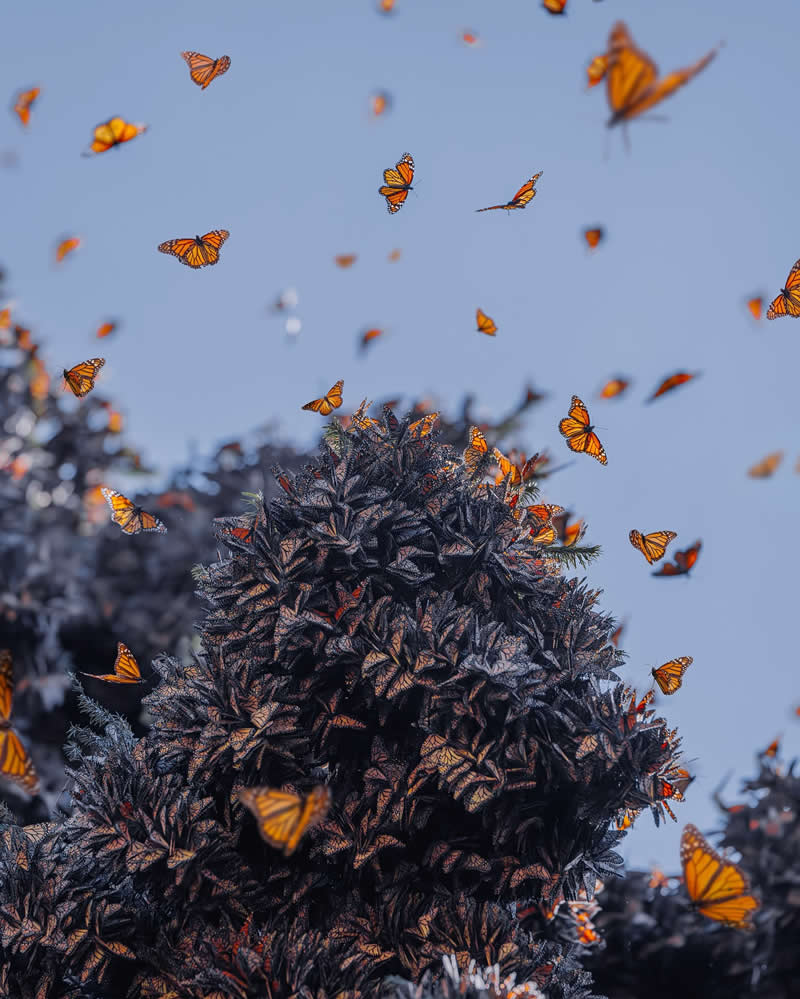 Mexico Monarch Butterflies by Kristina Makeeva