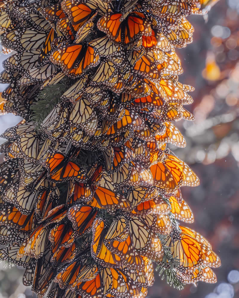 Mexico Monarch Butterflies by Kristina Makeeva