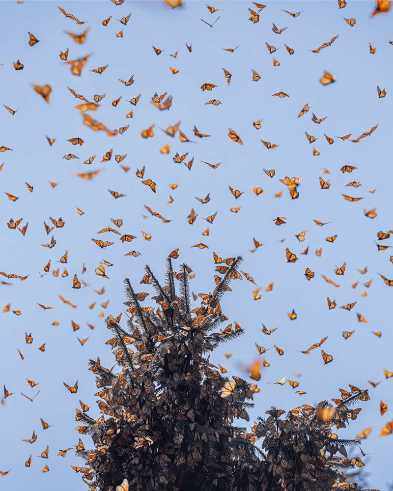 Mexico Monarch Butterflies by Kristina Makeeva