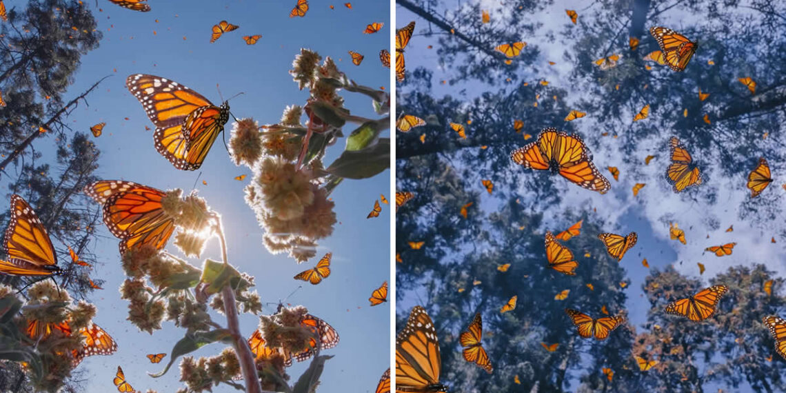 Mexico Monarch Butterflies by Kristina Makeeva