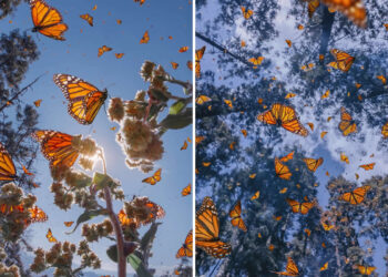 Mexico Monarch Butterflies by Kristina Makeeva