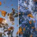 Mexico Monarch Butterflies by Kristina Makeeva