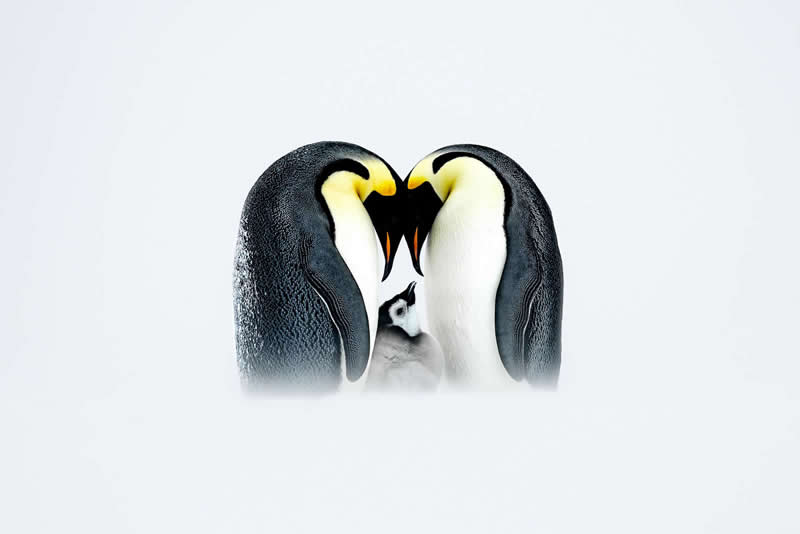 Emperor Penguins, Antarctica by Thomas Vijayan, Canada - Natures Best Photography International Awards 2025