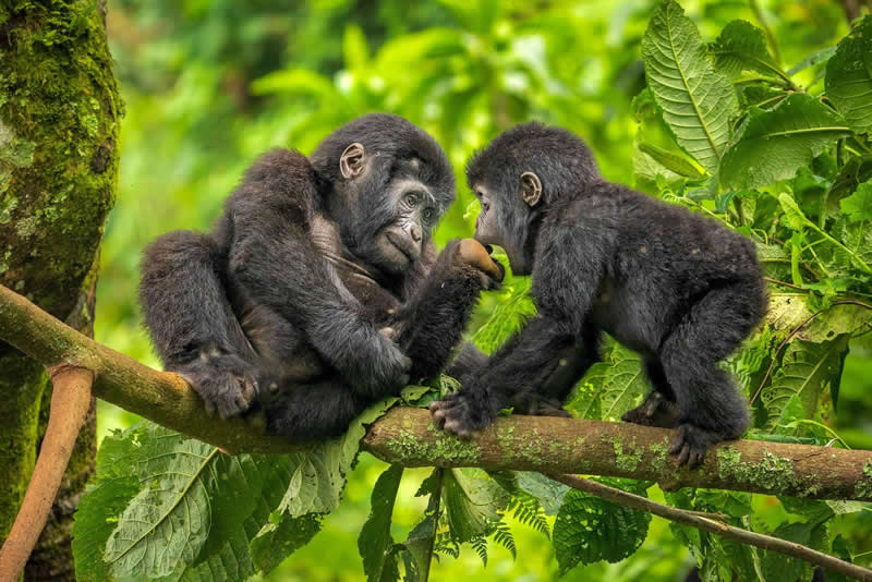 Mountain Gorillas, Bwindi Impenetrable National Park, Uganda by David Swindler, USA - Natures Best Photography International Awards 2025
