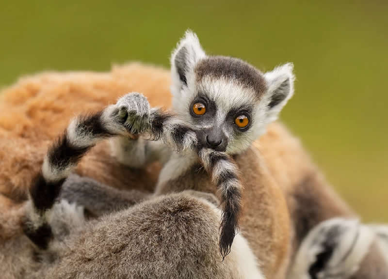 Ring-tailed Lemurs, Madagascar by Andy Rouse, UK - Natures Best Photography International Awards 2025