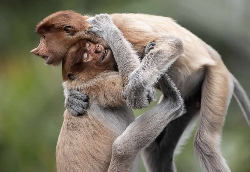 Brotherly Hug, Proboscis Monkeys by Daniel Valverde Fernández, Spain - Natures Best Photography International Awards 2025
