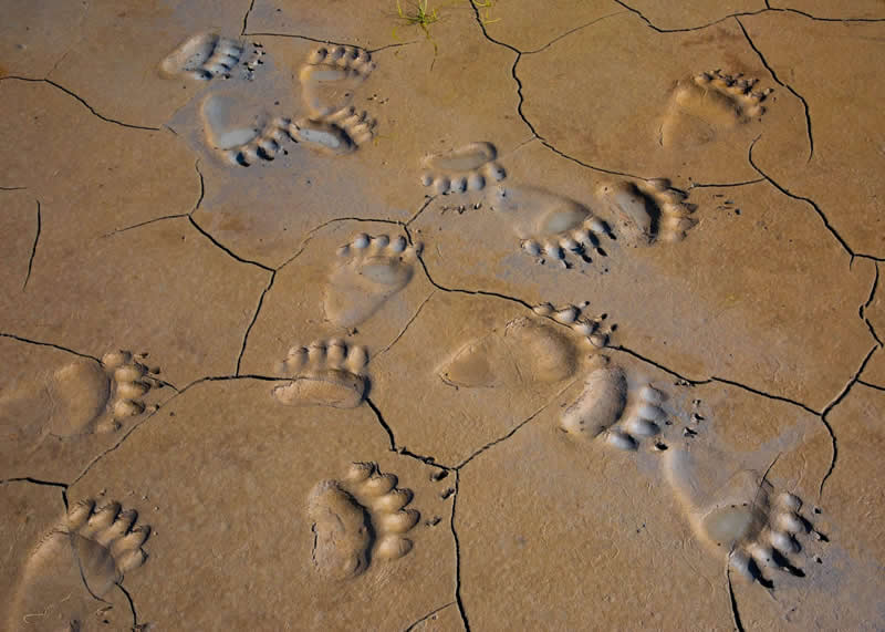 Grizzly Bear Crossing, Lake Clark National Park by Henry H. Holdsworth, USA - Natures Best Photography International Awards 2025