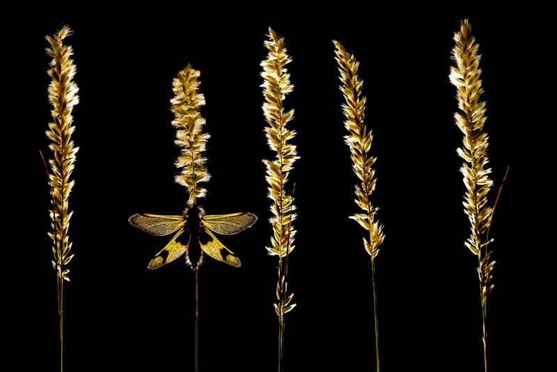Owlfly, Vence, Alpes-Maritimes by Thibault Andrieux, France - Natures Best Photography International Awards 2025