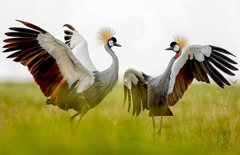 Grey Crowned Cranes, Amboseli National Park, Kenya by Steve Mattheis, USA - Natures Best Photography International Awards 2025
