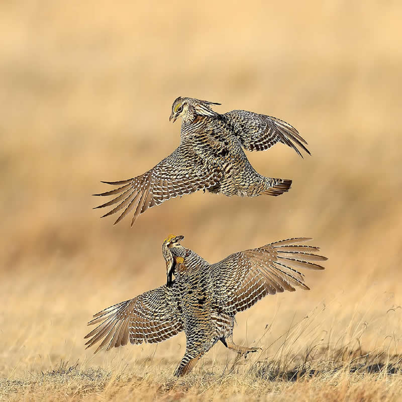 Prairie Chicken Jump-Off, Craig, Colorado by Peter Hudson, USA - Natures Best Photography International Awards 2025