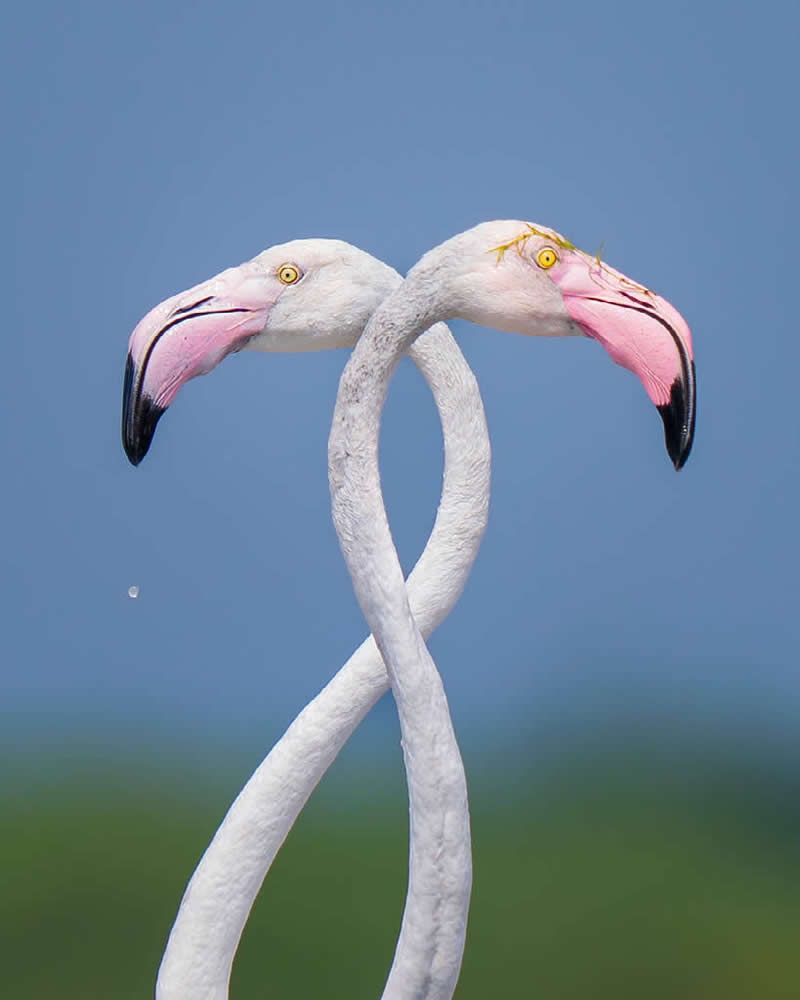 Greater Flamingos, Mannar, Sri Lanka by Lakshitha Karunarathna, Sri Lanka - Natures Best Photography International Awards 2025