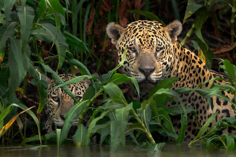 Male Jaguars, Pantanal, Brazil by Hira Punjabi, India - Natures Best Photography International Awards 2025