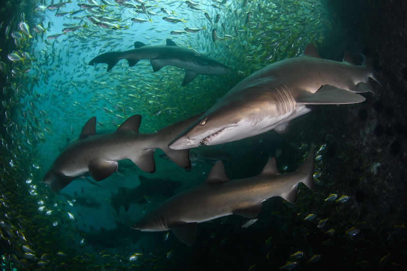 Sand Tiger Sharks, Fish Rock Island, Australia by Nicolas Remy, Australia - Natures Best Photography International Awards 2025