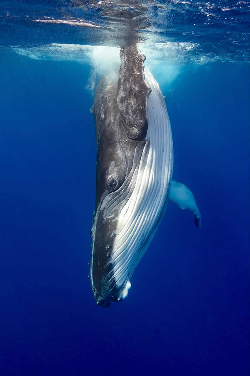 Humpback Whale Calf, Vava’u, Kingdom of Tonga by Charlie Wemyss-Dunn, USA - Natures Best Photography International Awards 2025