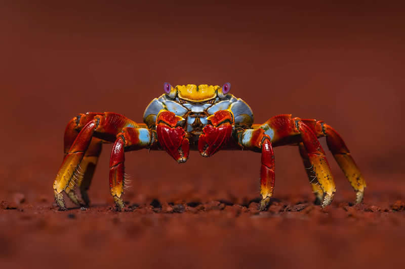 Sally Lightfoot Crab, Rabida Island, Galápagos Islands, Ecuador by Kevin Lohman, USA - Natures Best Photography International Awards 2025
