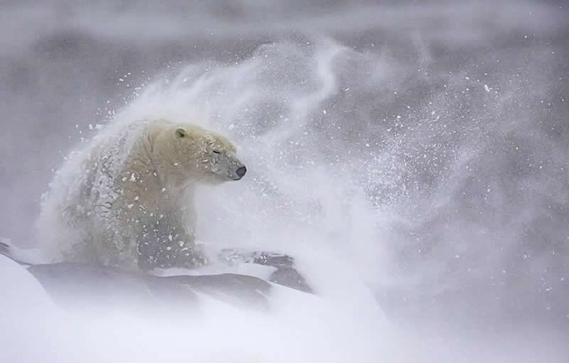 Polar Bear in Snowstorm, Hudson Bay, Wapusk National Park, Canada by Daniel Valverde Fernández, Spain - Natures Best Photography International Awards 2025