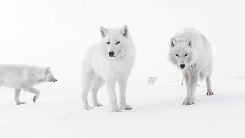 Curious Arctic Wolves, Ellesmere Islands, Nunavut, Canada by Amit Eshel, Israel - Natures Best Photography International Awards 2025