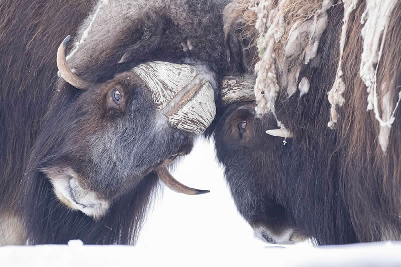 Musk Oxen Confrontation, Dovrefjell National Park, Norway by Daniel Valverde Fernández, Spain - Natures Best Photography International Awards 2025