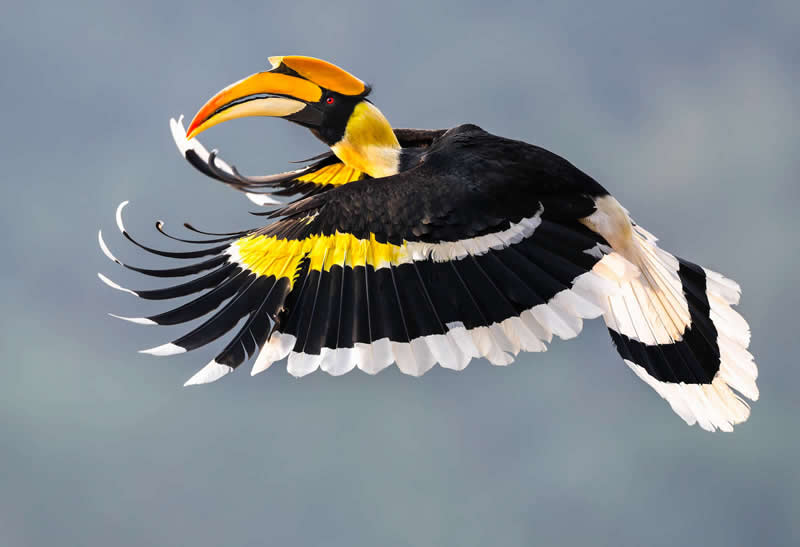 Great Hornbill in Flight, Yingjiang, Yunnan, China by Lisiqi Ye (Age 17), China - Natures Best Photography International Awards 2025