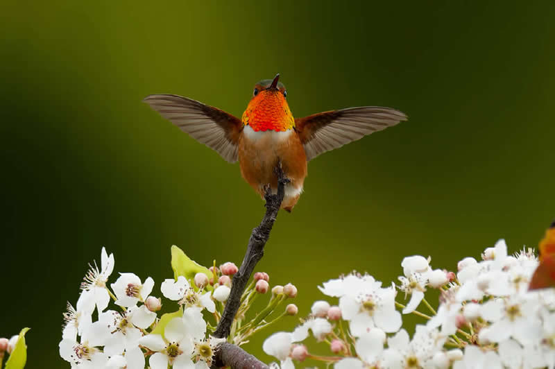 Allen’s Hummingbird, San Diego, California by Faith Barton (Age 13), USA - Natures Best Photography International Awards 2025