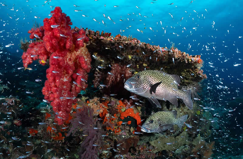 Harlequin Sweetlips, Raja Ampat, West Papua, Indonesia by Tinnapat Netcharussaeng (Age 16), Thailand - Natures Best Photography International Awards 2025