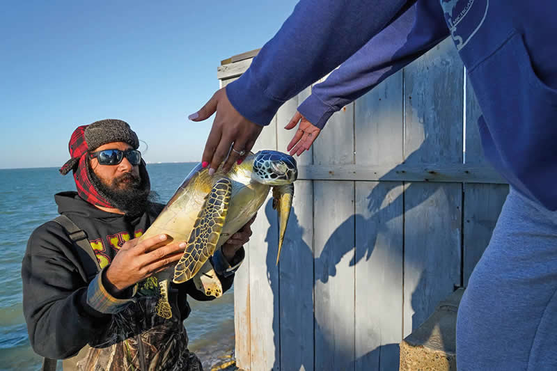 The Great Turtle Rescue, South Padre Island, Texas by Sandesh Kadur, India - Natures Best Photography International Awards 2025