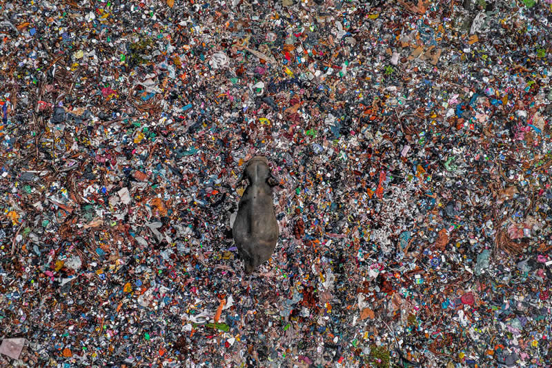 Sri Lankan Asian Elephant in Waste Pile, Ampara, Eastern Province by Lakshitha Karunarathna, Sri Lanka - Natures Best Photography International Awards 2025