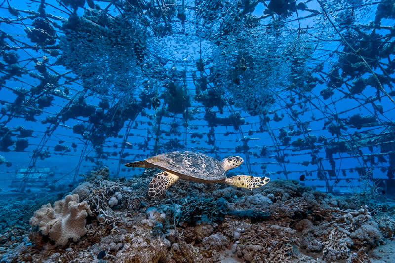 Coral Nursery, Hawksbill Sea Turtle, Gulf of Aqaba, Red Sea, Israel by Dr. Tom Shlesinger, Israel - Natures Best Photography International Awards 2025