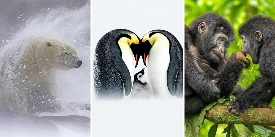 Natures Best International Awards 2025 Winners